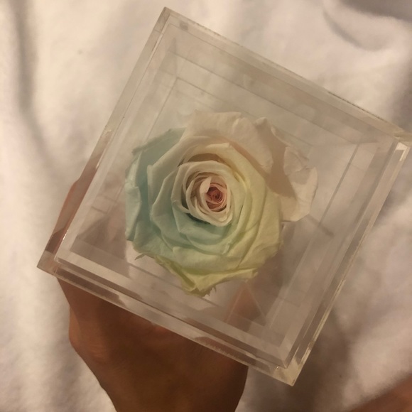 Forever Rose - Picture 6 of 7